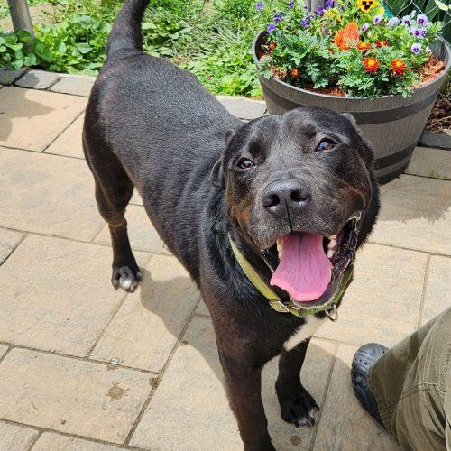 Enlarge Boudreaux, a Adoptable mixed breed in Georgetown, KY image 1/5