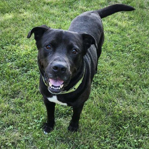 Enlarge Boudreaux, a Adoptable mixed breed in Georgetown, KY image 2/5