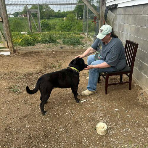 Enlarge Boudreaux, a Adoptable mixed breed in Georgetown, KY image 3/5