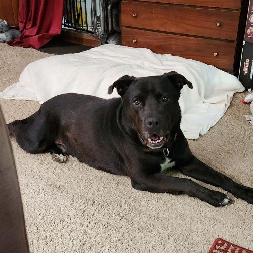 Enlarge Boudreaux, a Adoptable mixed breed in Georgetown, KY image 4/5