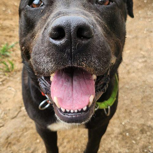 Enlarge Boudreaux, a Adoptable mixed breed in Georgetown, KY image 5/5