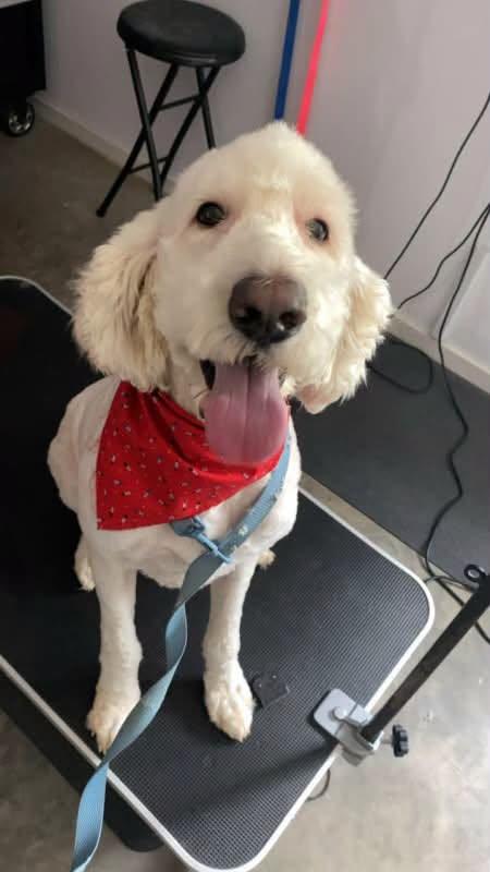 Teddy, a ADOPTABLE Labradoodle in Tulsa, OK image 1/3