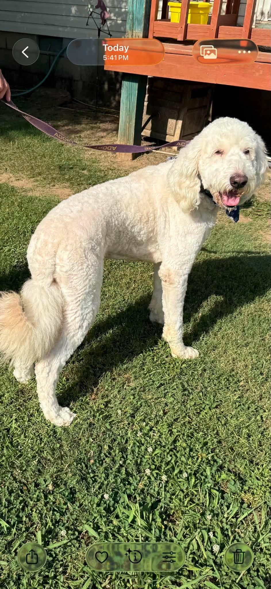 Teddy, a ADOPTABLE Labradoodle in Tulsa, OK image 2/3