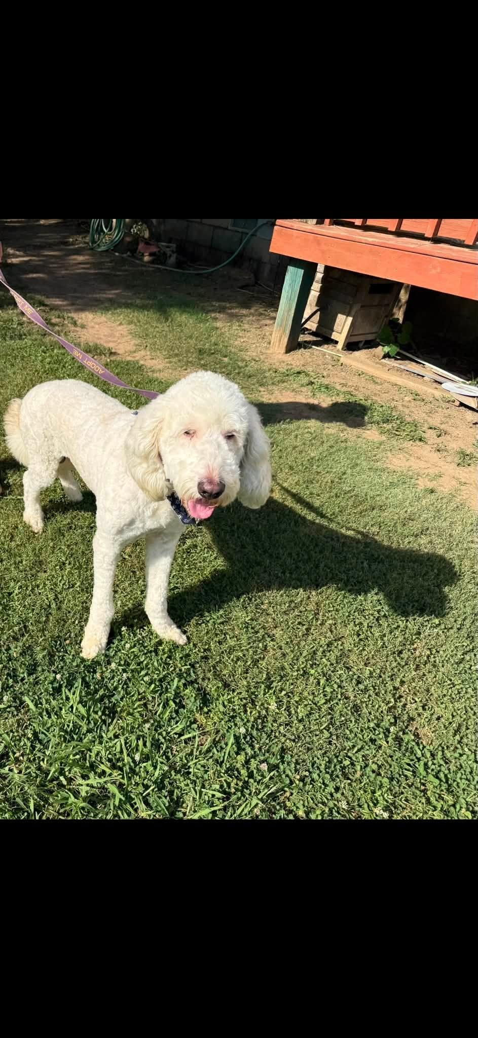 Teddy, a ADOPTABLE Labradoodle in Tulsa, OK image 3/3