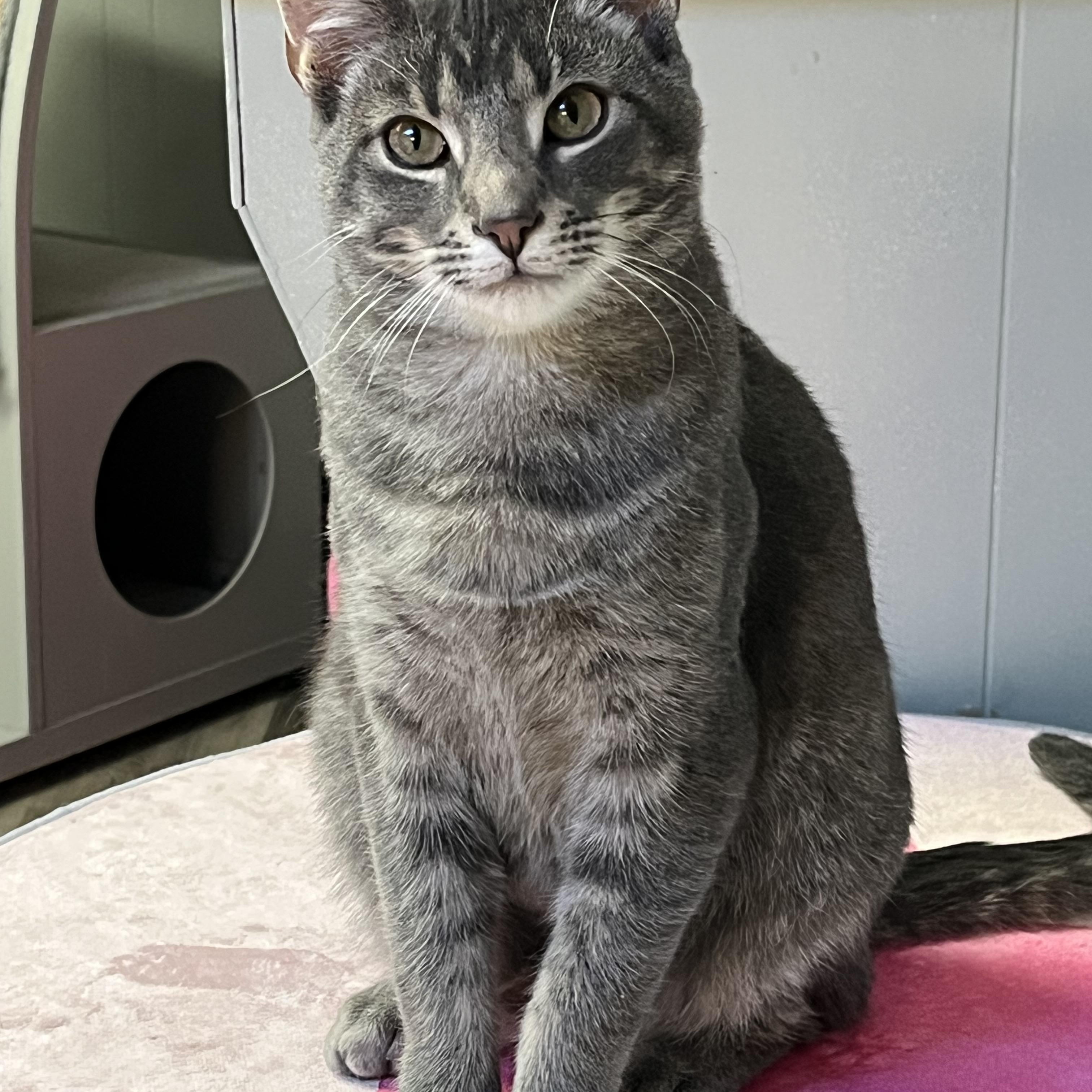 Blue, Adoptable, Young Male Domestic Short Hair.