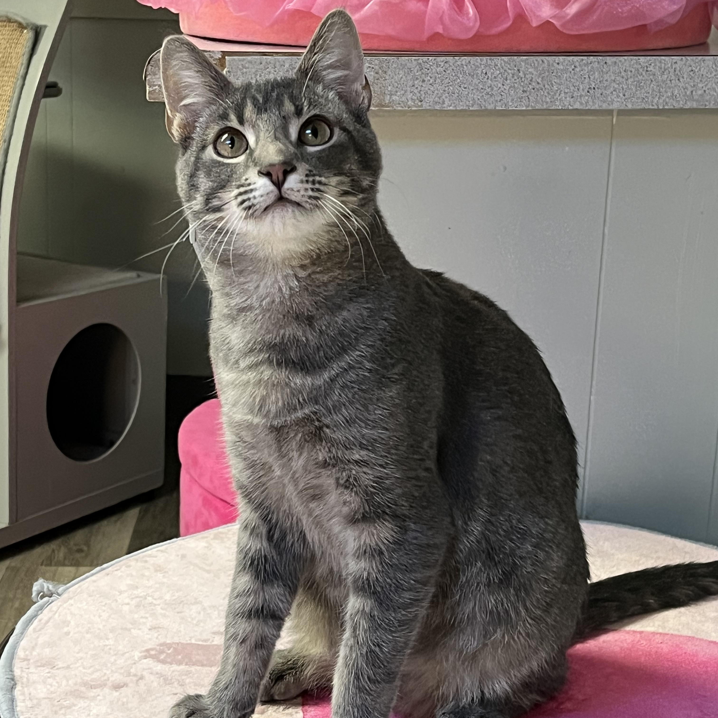 Enlarge Blue, a Adoptable Domestic Short Hair in Bloomsburg, PA image 2/2