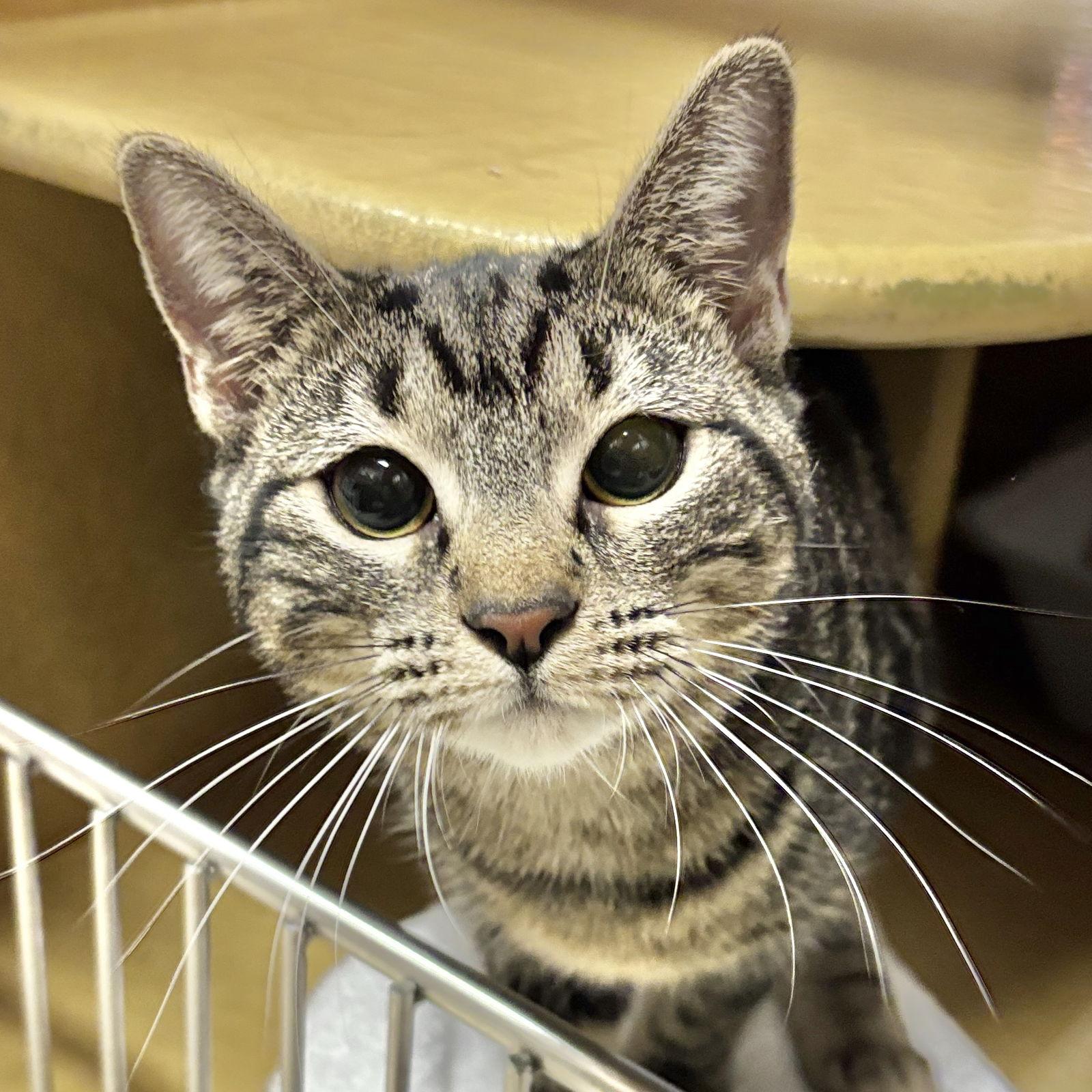 Maile, Adoptable, Young Female Domestic Short Hair.