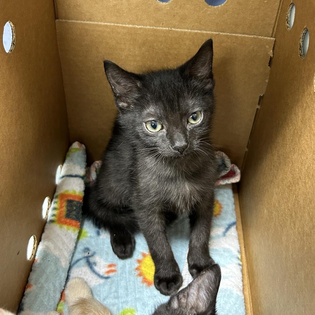 Cranberry, Adoptable, Kitten Male Domestic Short Hair.