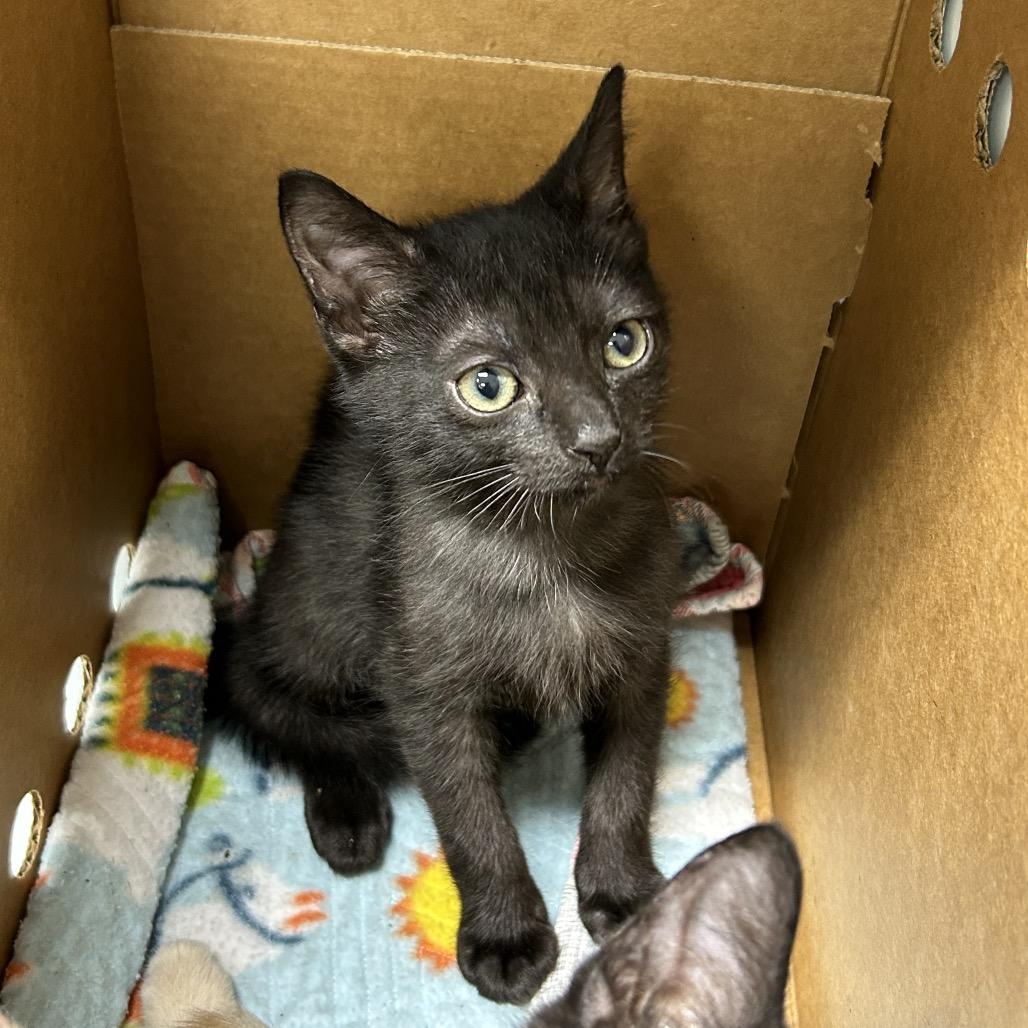 Enlarge Cranberry, a Adoptable Domestic Short Hair in Jacksonville, FL image 2/3