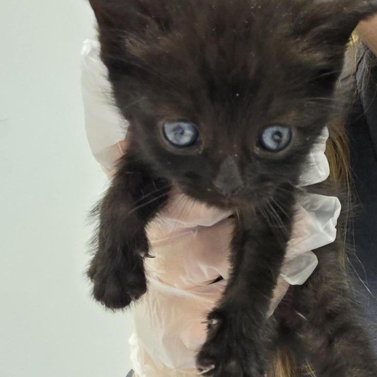 Enlarge Cranberry, a Adoptable Domestic Short Hair in Jacksonville, FL image 3/3