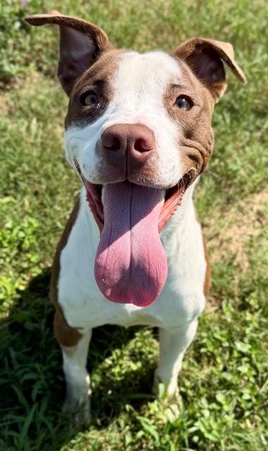 CLAUDIO, Adoptable, Young Male Pit Bull Terrier & Mixed Breed.