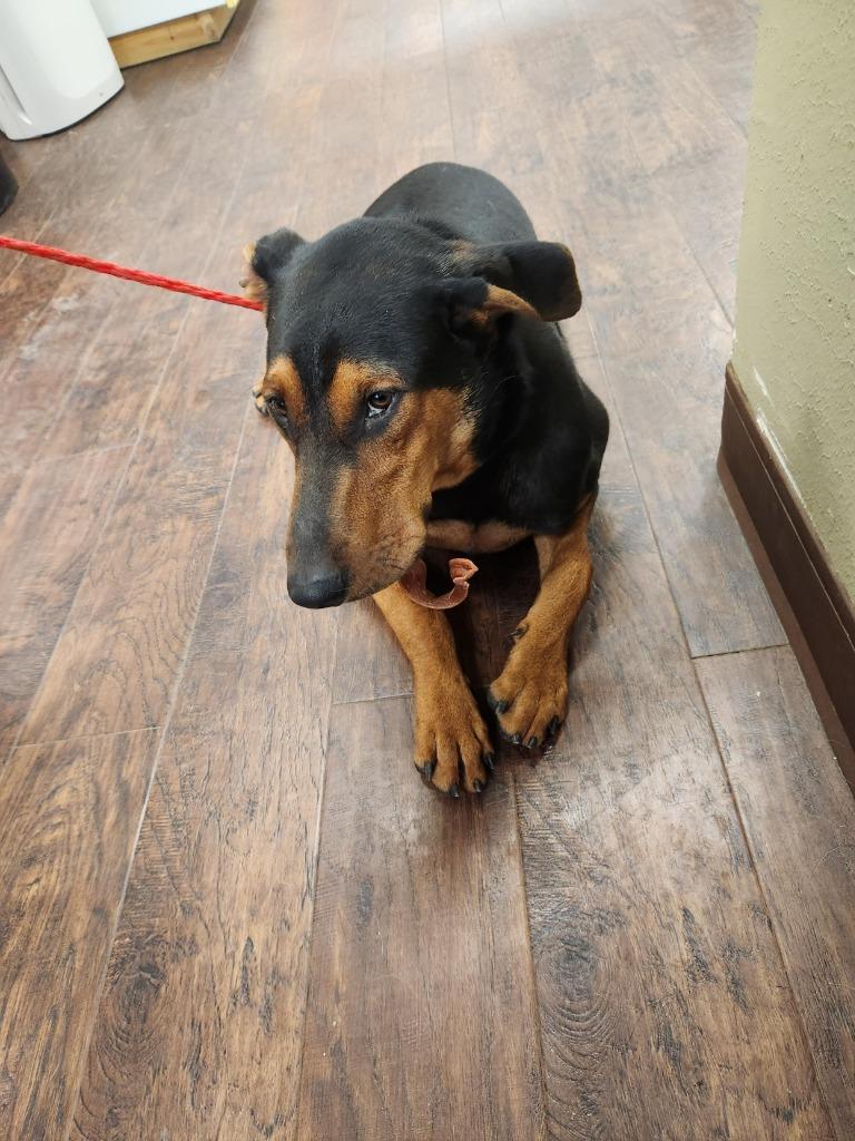 Dog Kennel #38, Adoptable, Young Male Doberman Pinscher & Mixed Breed.