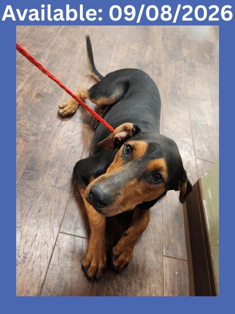 Enlarge Dog Kennel #38, a Adoptable mixed breed in Greenville, TX image 2/2