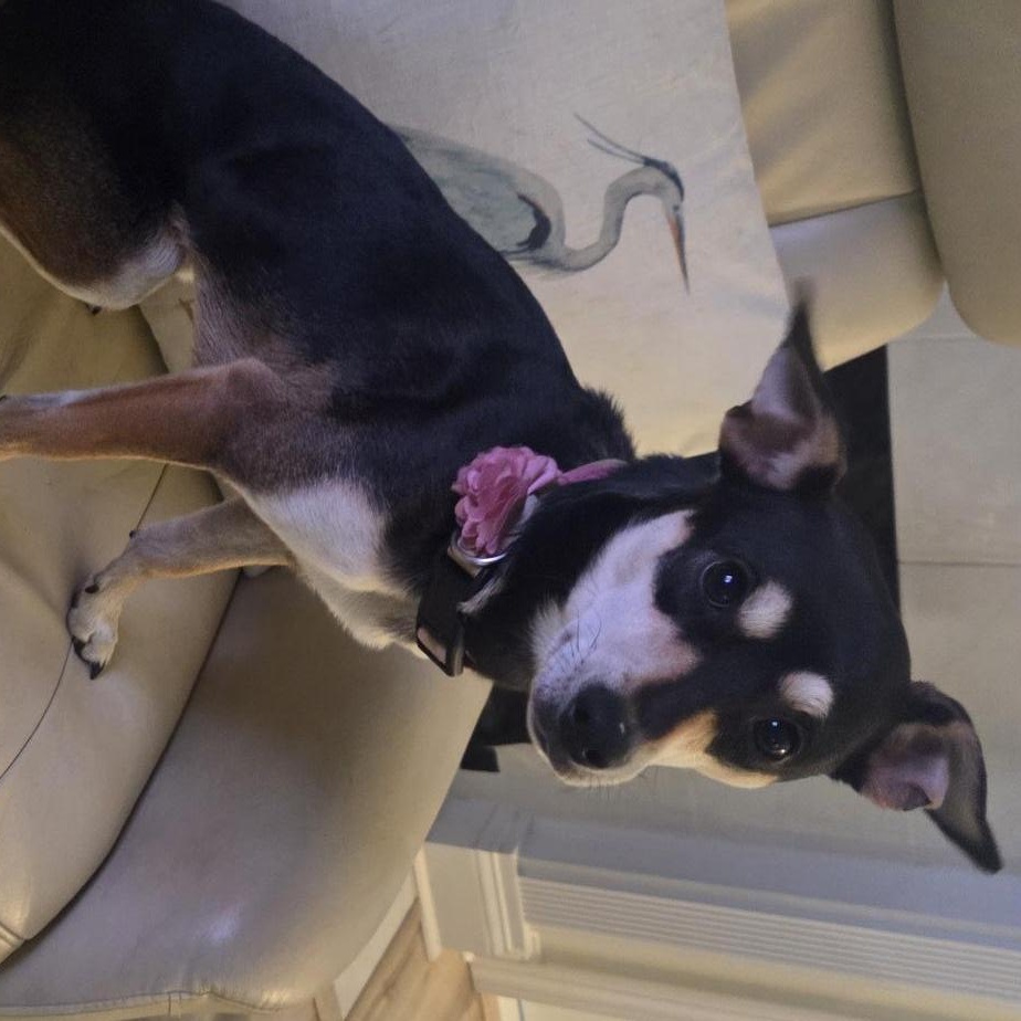Enlarge Tia (Courtesy Post), a ADOPTABLE mixed breed in Durham, NC image 6/6