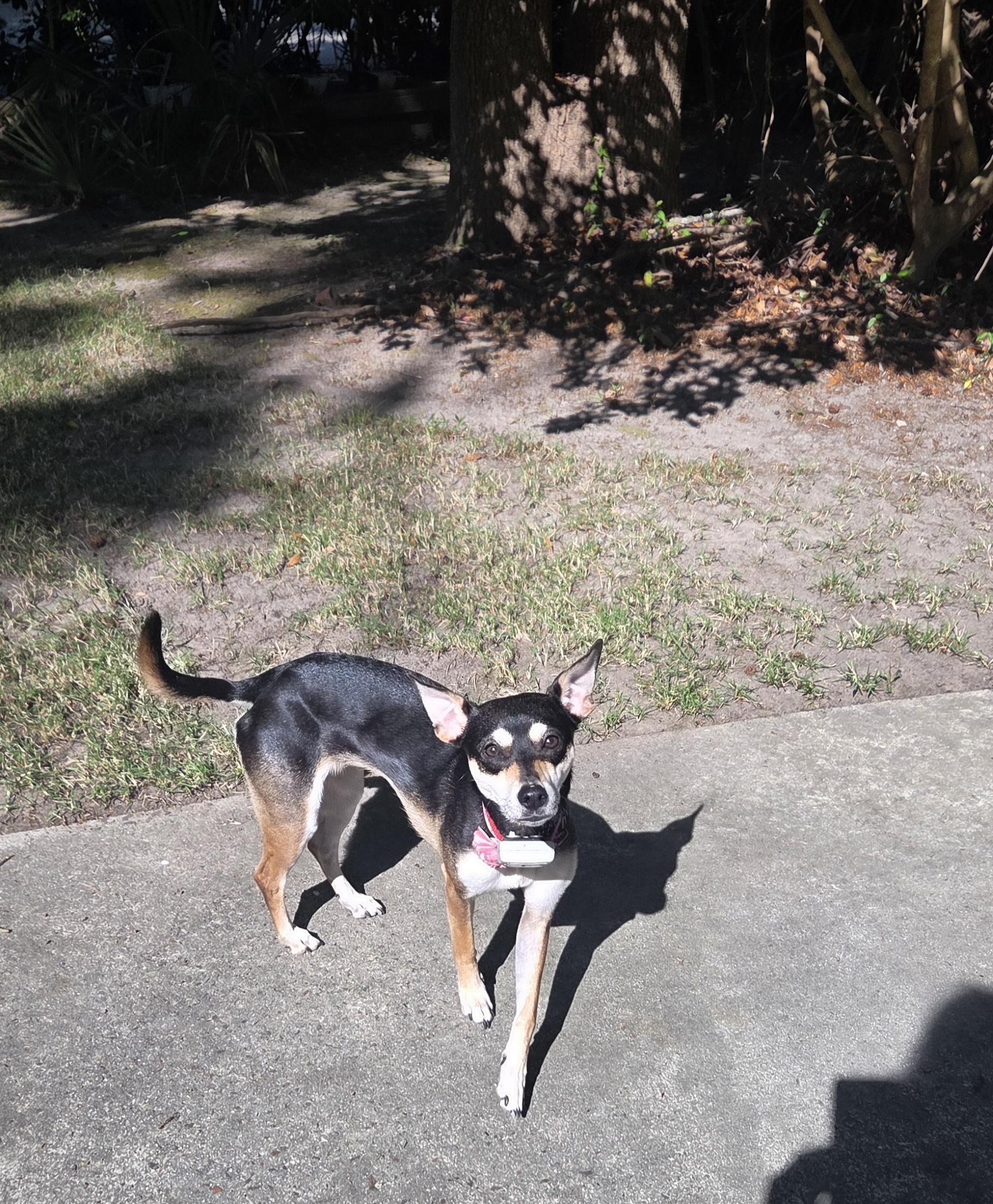 Enlarge Tia (Courtesy Post), a ADOPTABLE mixed breed in Durham, NC image 4/6
