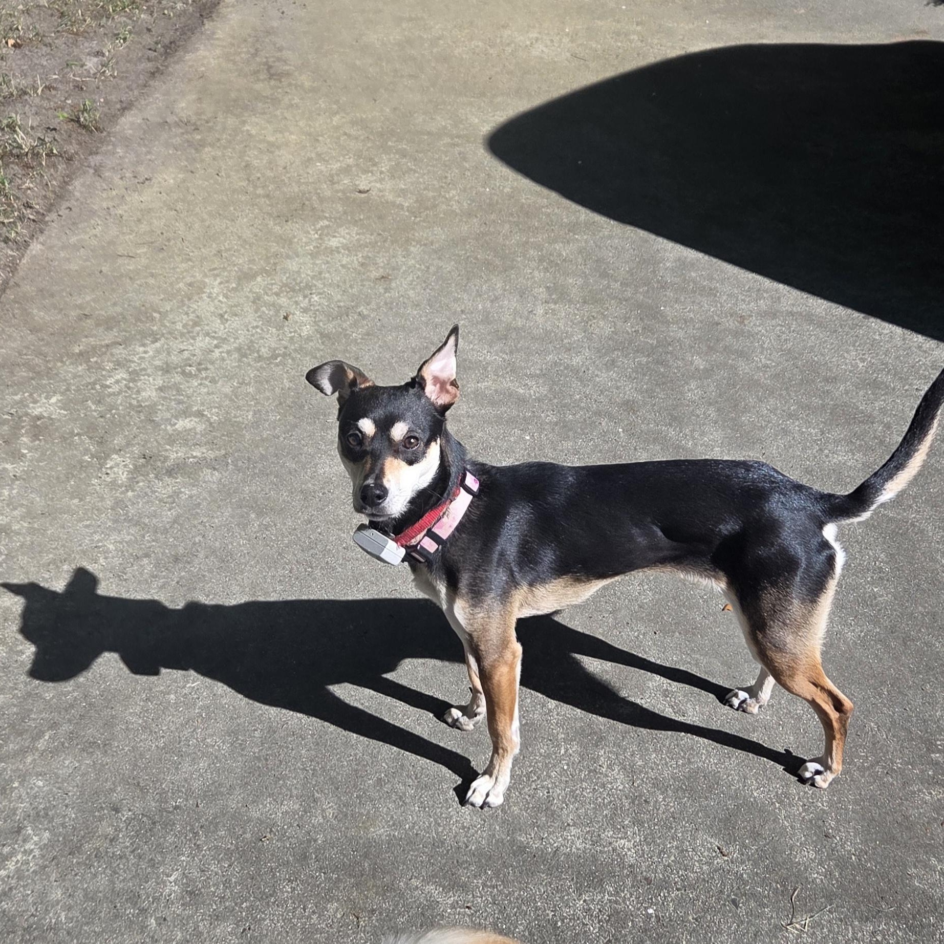 Enlarge Tia (Courtesy Post), a ADOPTABLE mixed breed in Durham, NC image 1/6