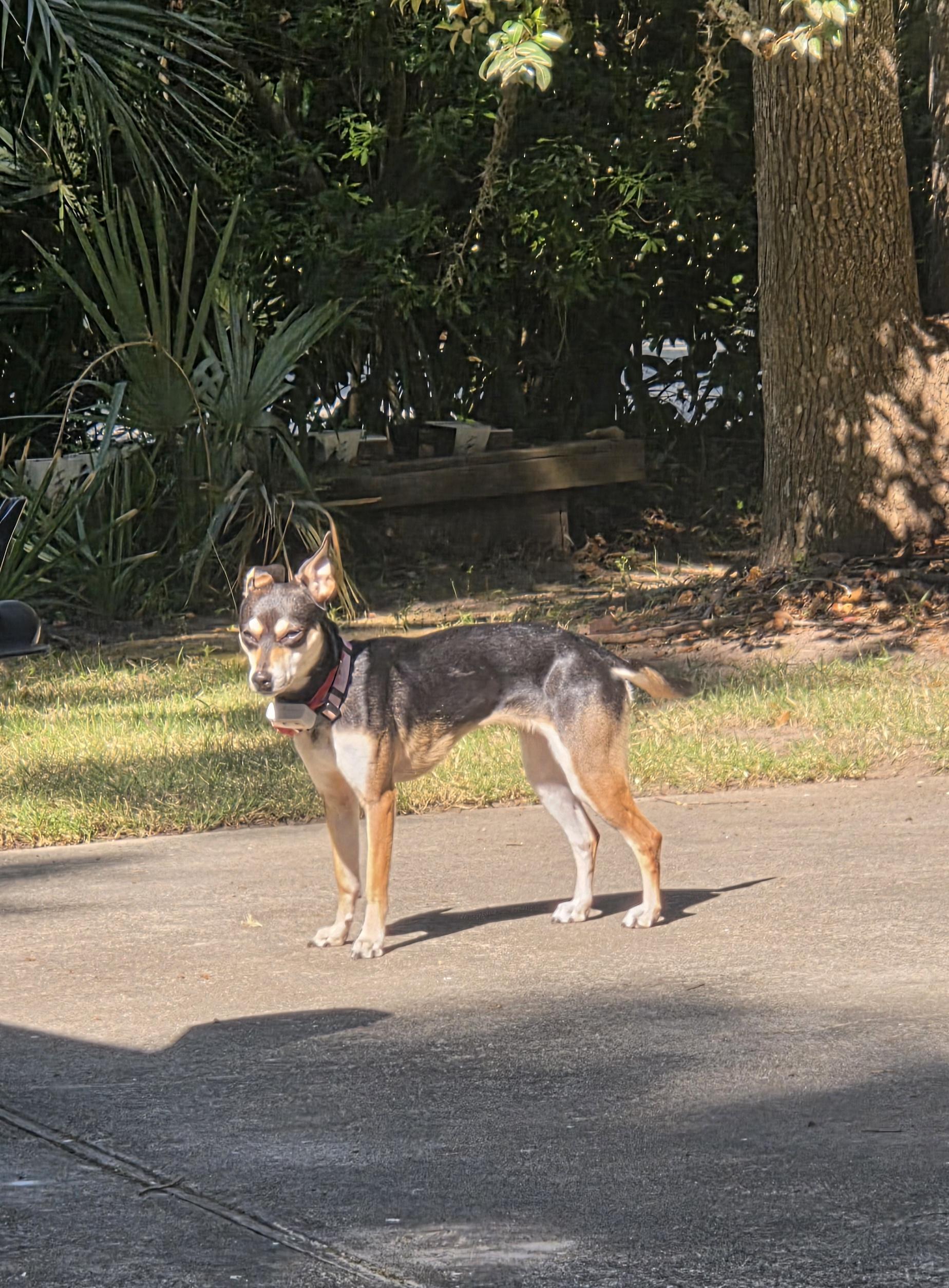 Enlarge Tia (Courtesy Post), a ADOPTABLE mixed breed in Durham, NC image 5/6