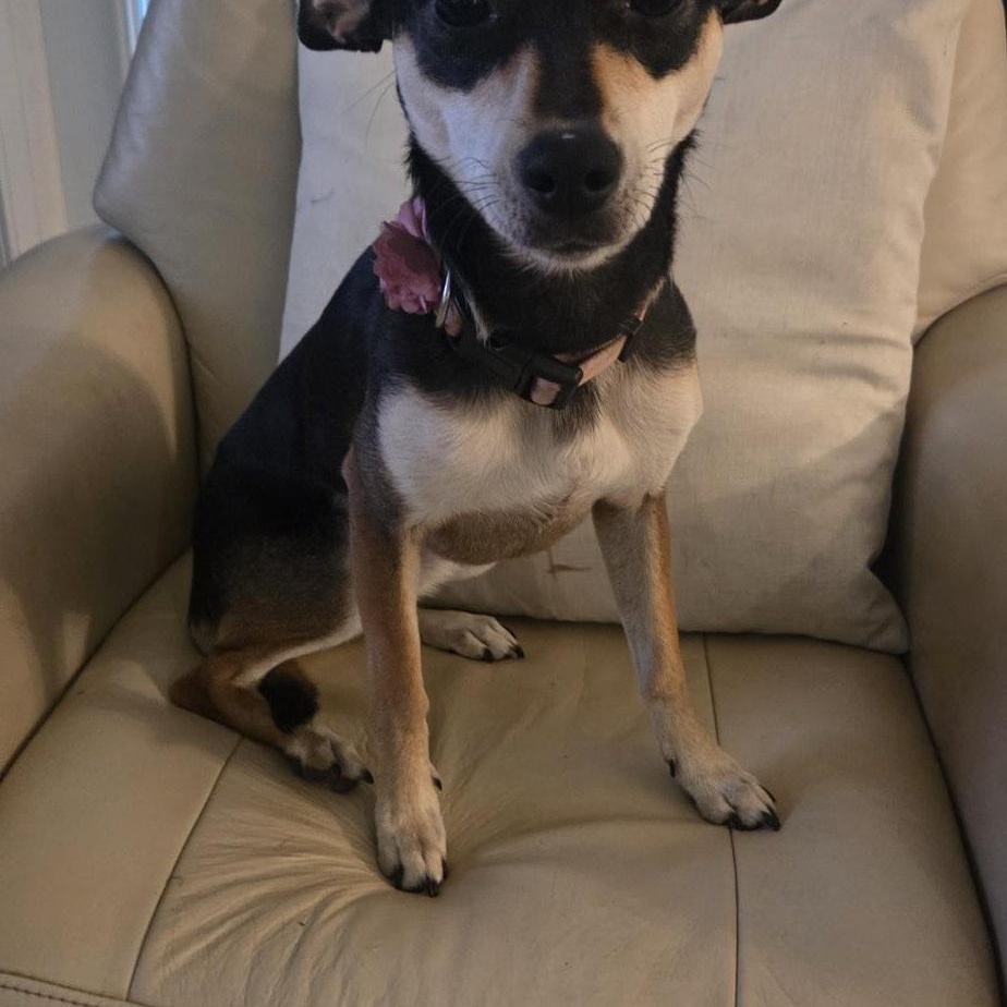 Enlarge Tia (Courtesy Post), a ADOPTABLE mixed breed in Durham, NC image 2/6