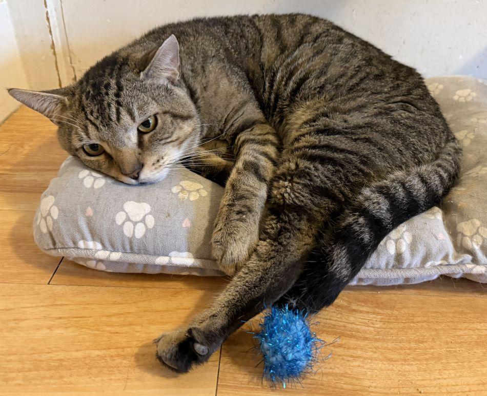 Enlarge Paul, a Adoptable mixed breed in New Bedford, MA image 2/4