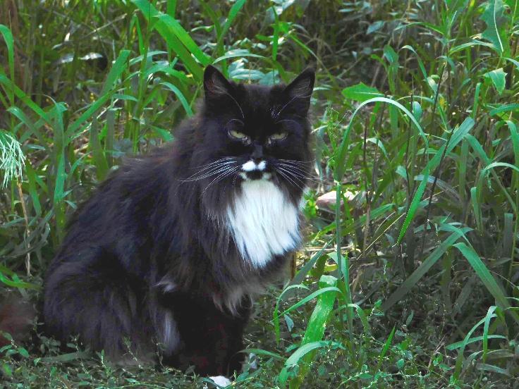 Barn Cats, a Adoptable mixed breed in Colorado Springs, CO image 1/3