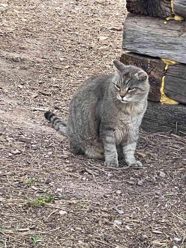 Barn Cats, a Adoptable mixed breed in Colorado Springs, CO image 2/3