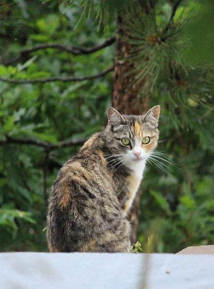 Barn Cats, a Adoptable mixed breed in Colorado Springs, CO image 3/3