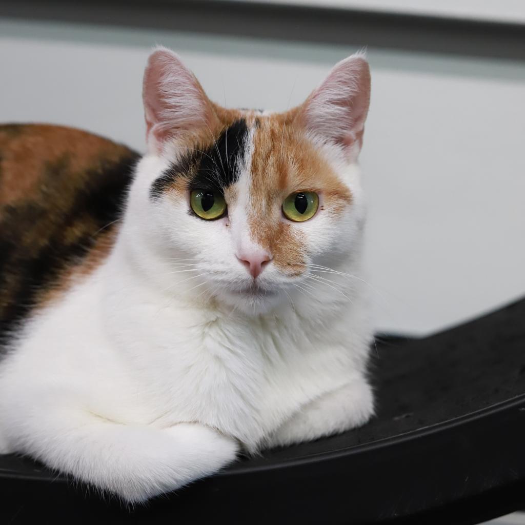 Enlarge Mezzelune, a Adoptable Domestic Short Hair in Tampa, FL image 2/5