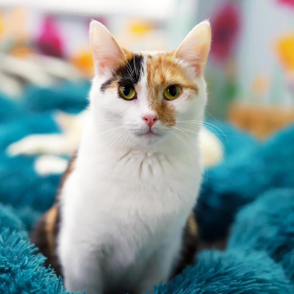Enlarge Mezzelune, a Adoptable Domestic Short Hair in Tampa, FL image 3/5