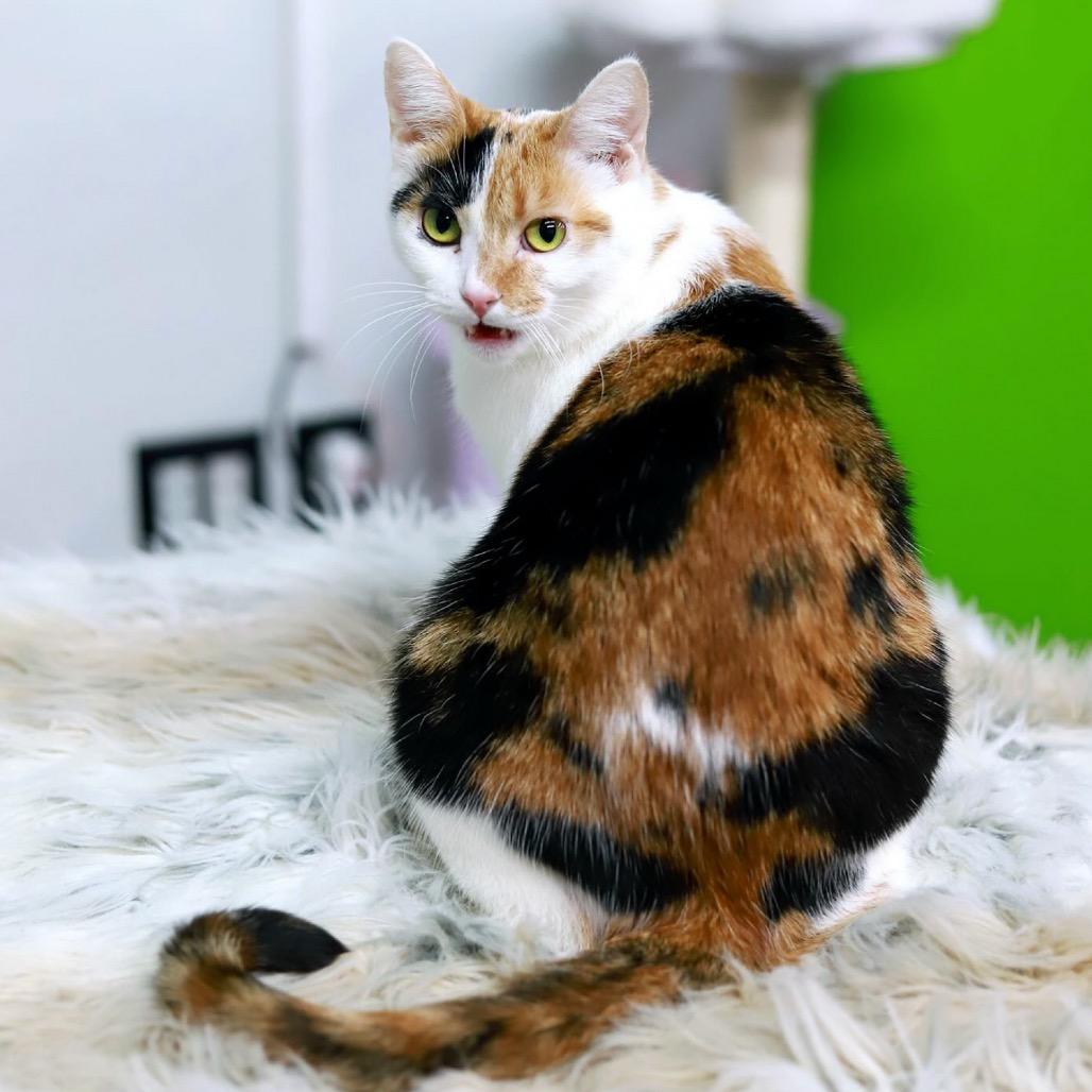 Enlarge Mezzelune, a Adoptable Domestic Short Hair in Tampa, FL image 5/5