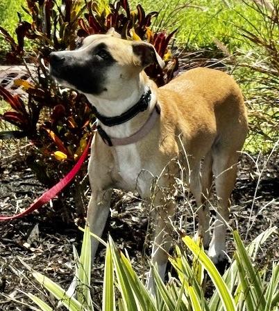 Looking for my FOREVER HOME, a ADOPTABLE mixed breed in Fort Myers Beach, FL image 4/5