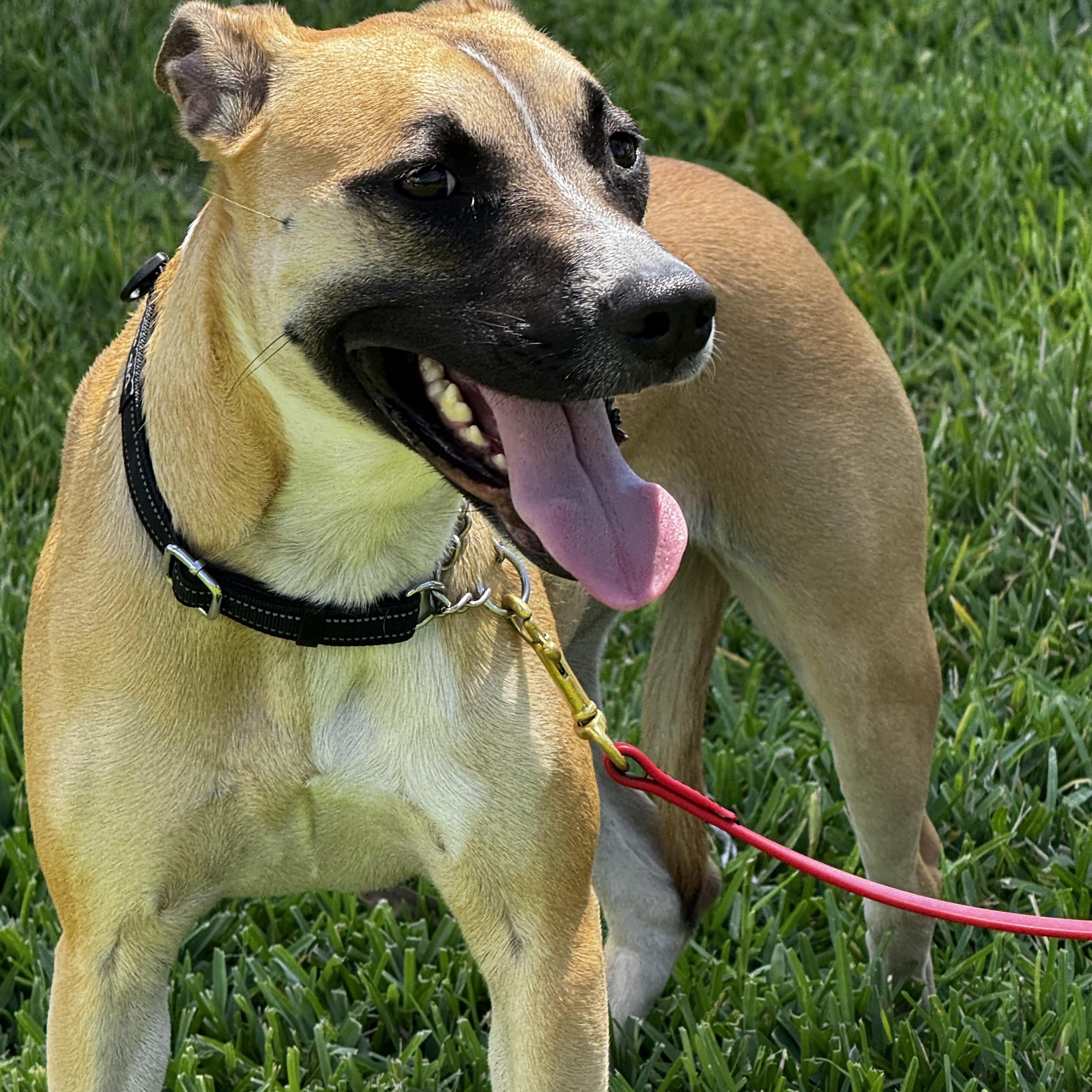 Enlarge Sweet personality!!, a ADOPTABLE mixed breed in Fort Myers Beach, FL image 6/6