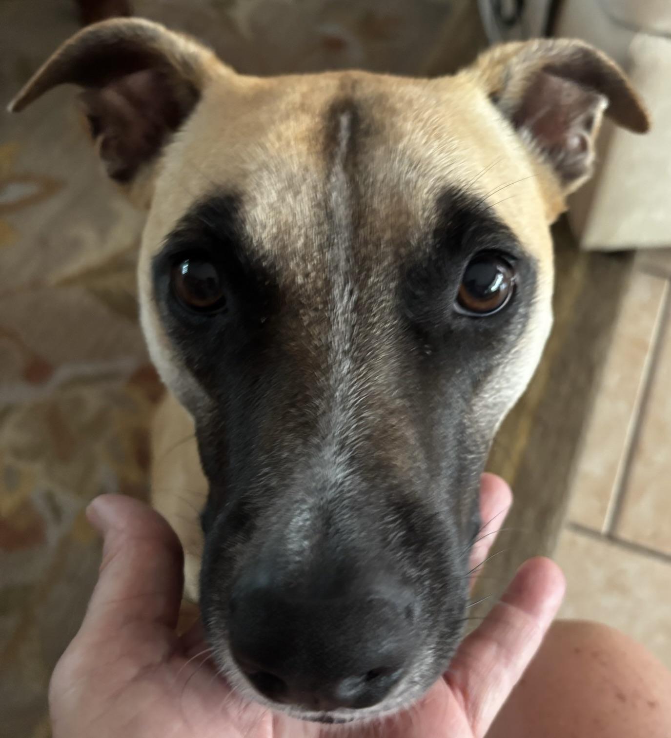 Beautiful Girl, ADOPTABLE, Young Female Black Mouth Cur & Terrier.