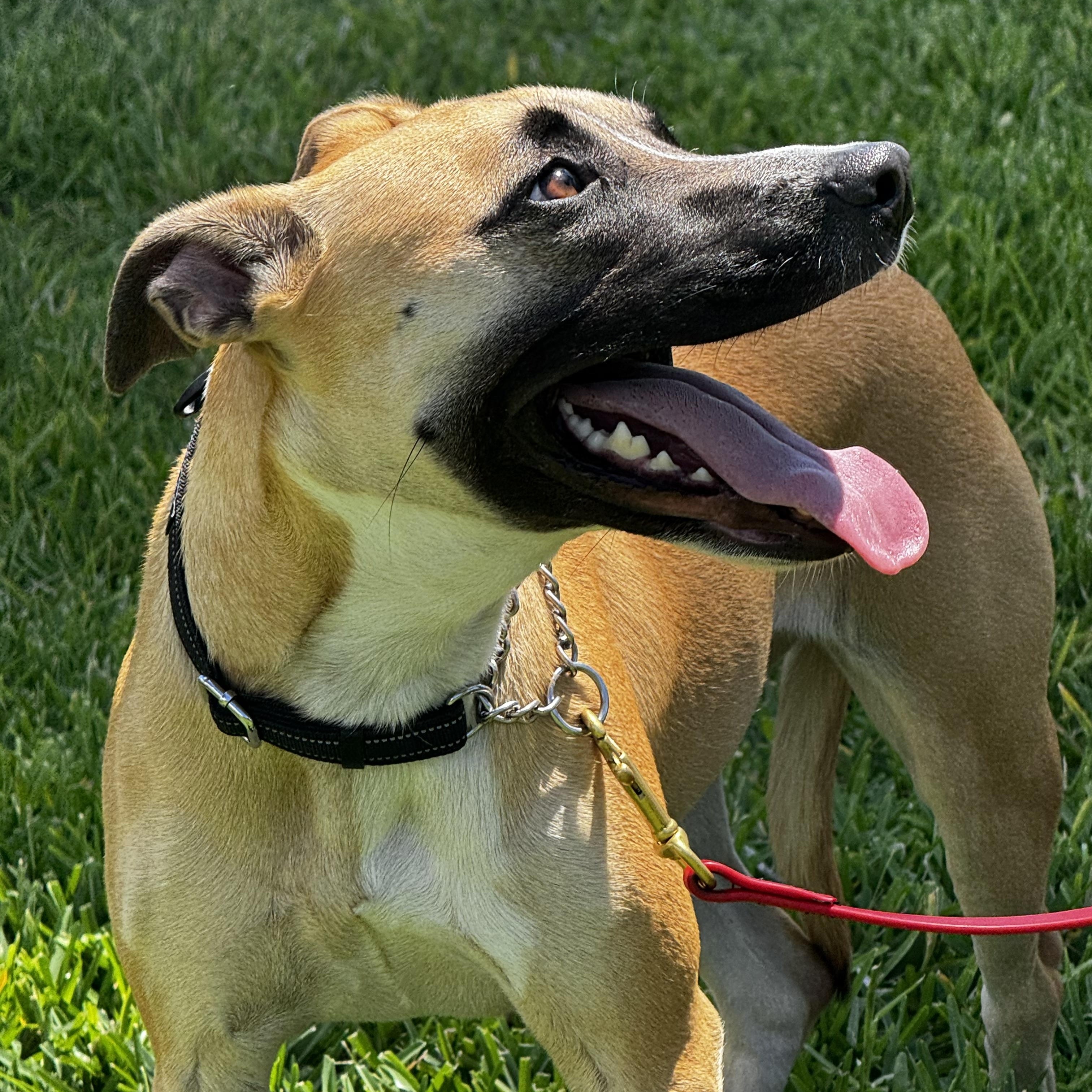 Enlarge Sweet personality!!, a ADOPTABLE mixed breed in Fort Myers Beach, FL image 5/6