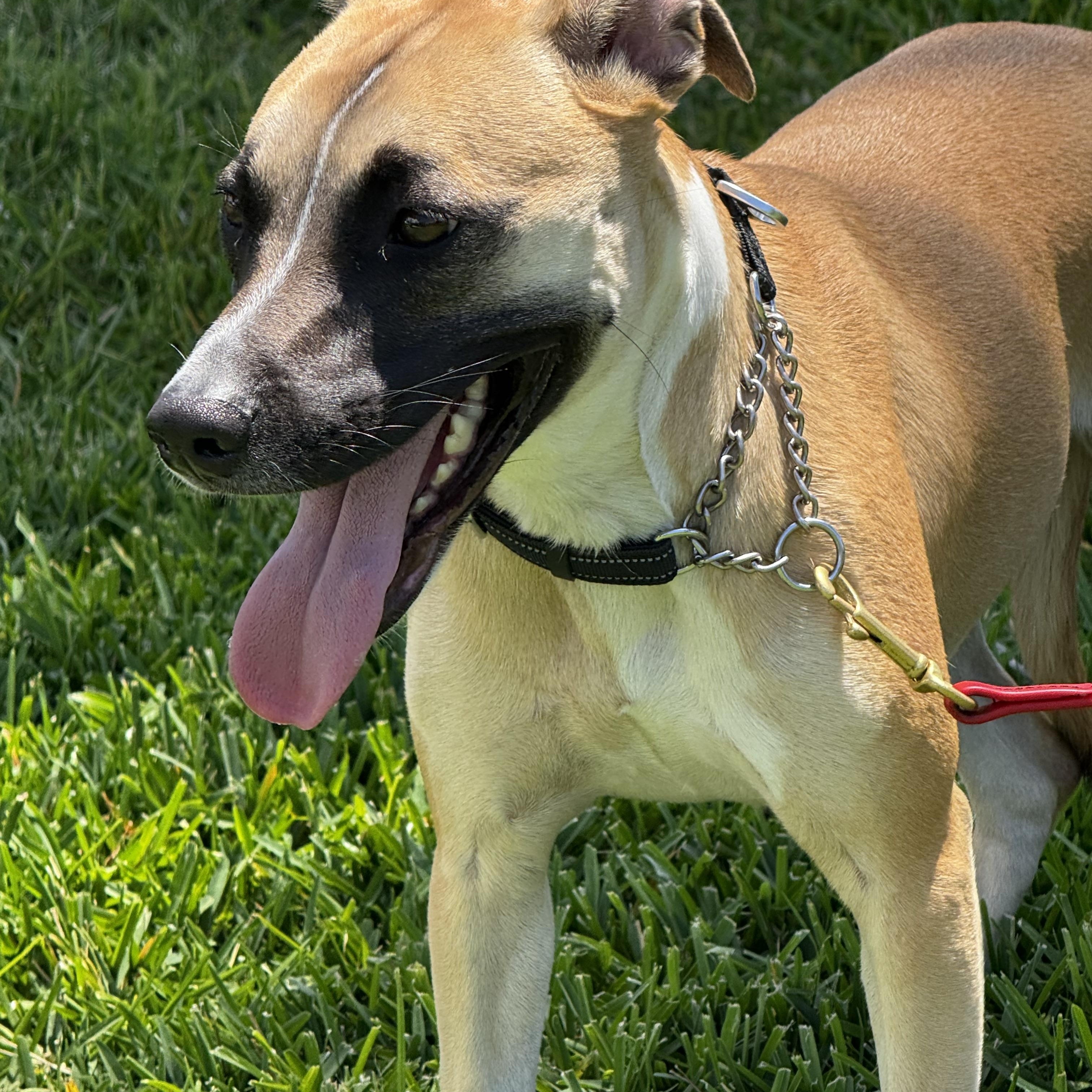 Enlarge Sweet personality!!, a ADOPTABLE mixed breed in Fort Myers Beach, FL image 2/6