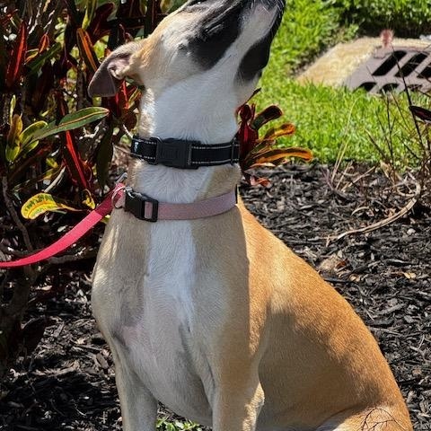 Looking for my FOREVER HOME, a ADOPTABLE mixed breed in Fort Myers Beach, FL image 5/5