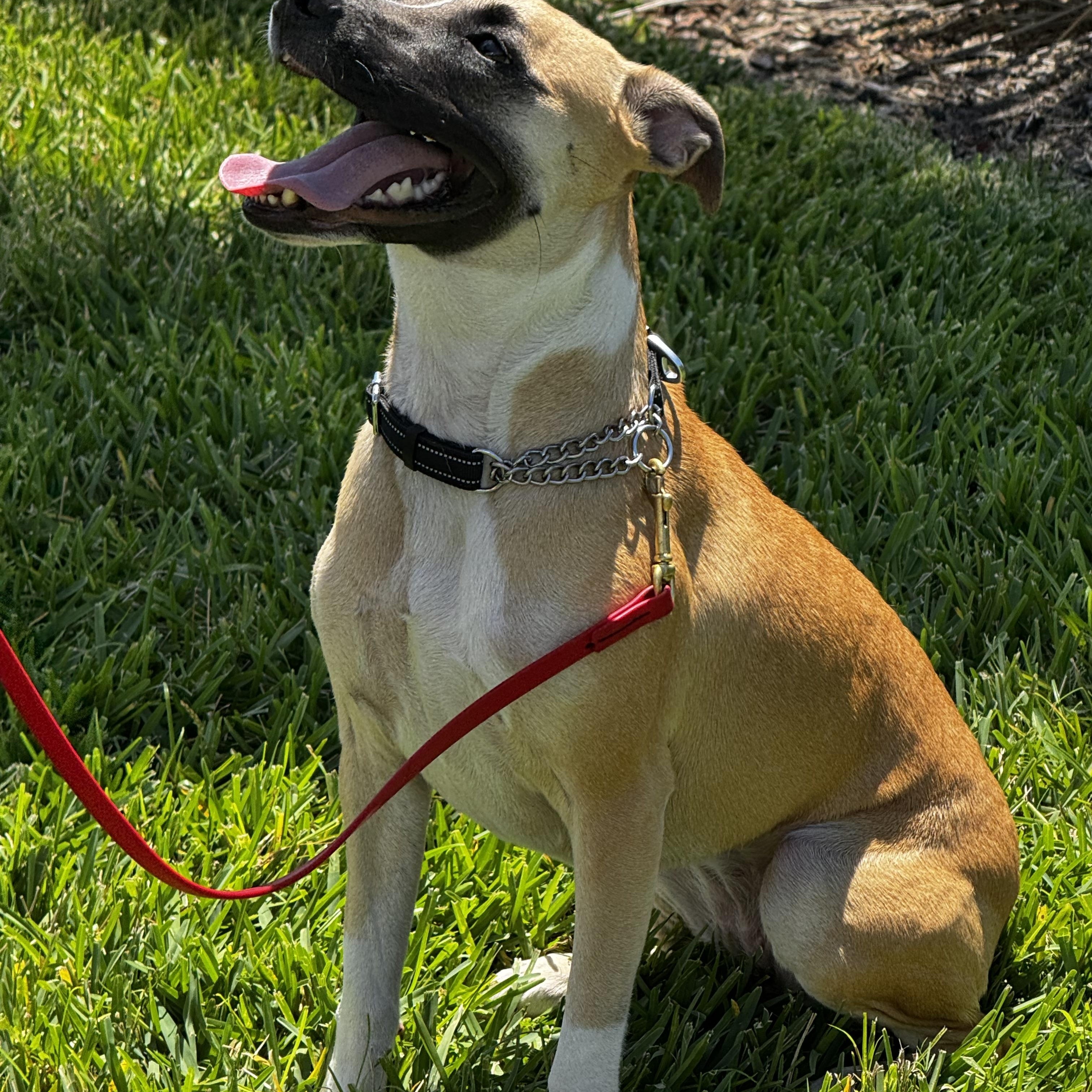 Enlarge Sweet personality!!, a ADOPTABLE mixed breed in Fort Myers Beach, FL image 1/6