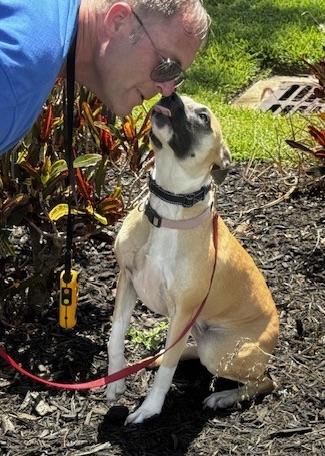 Looking for my FOREVER HOME, a ADOPTABLE mixed breed in Fort Myers Beach, FL image 2/5