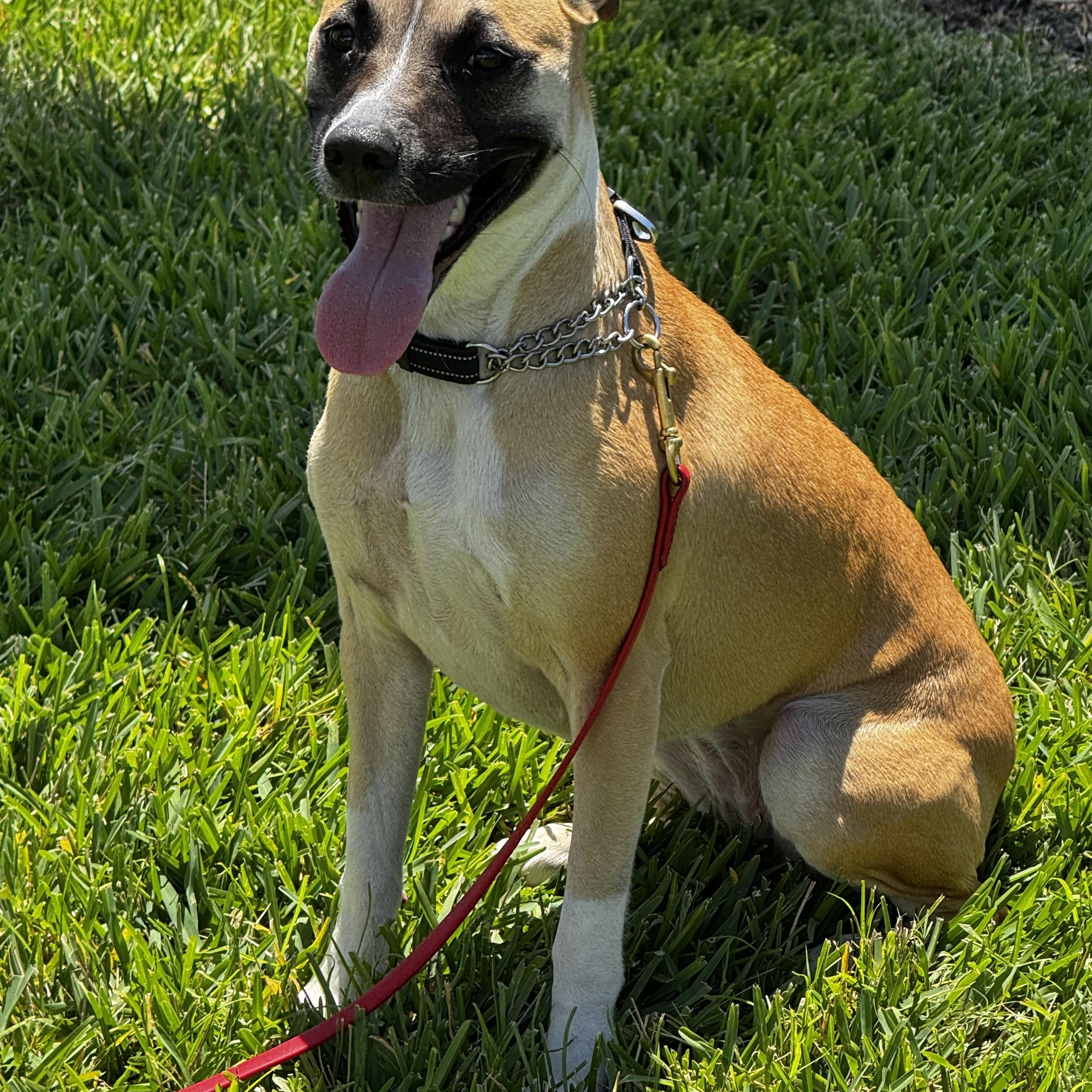 Enlarge Sweet personality!!, a ADOPTABLE mixed breed in Fort Myers Beach, FL image 4/6