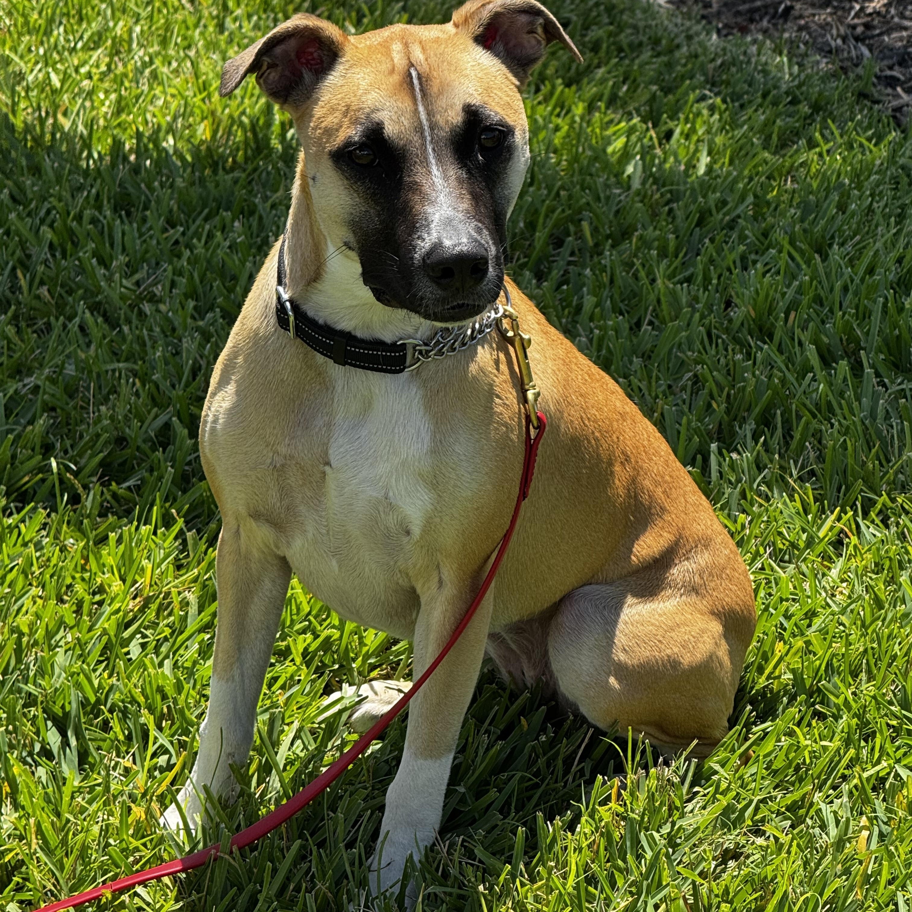 Enlarge Sweet personality!!, a ADOPTABLE mixed breed in Fort Myers Beach, FL image 3/6