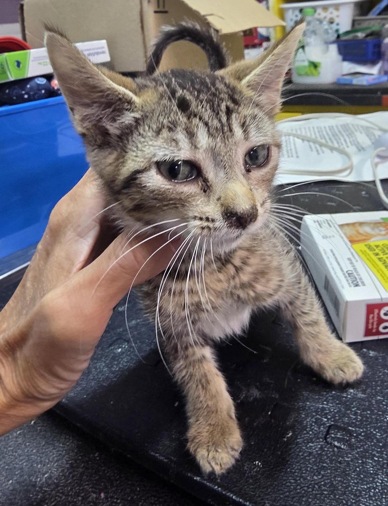 Ben, Adoptable, Young Male Tabby.