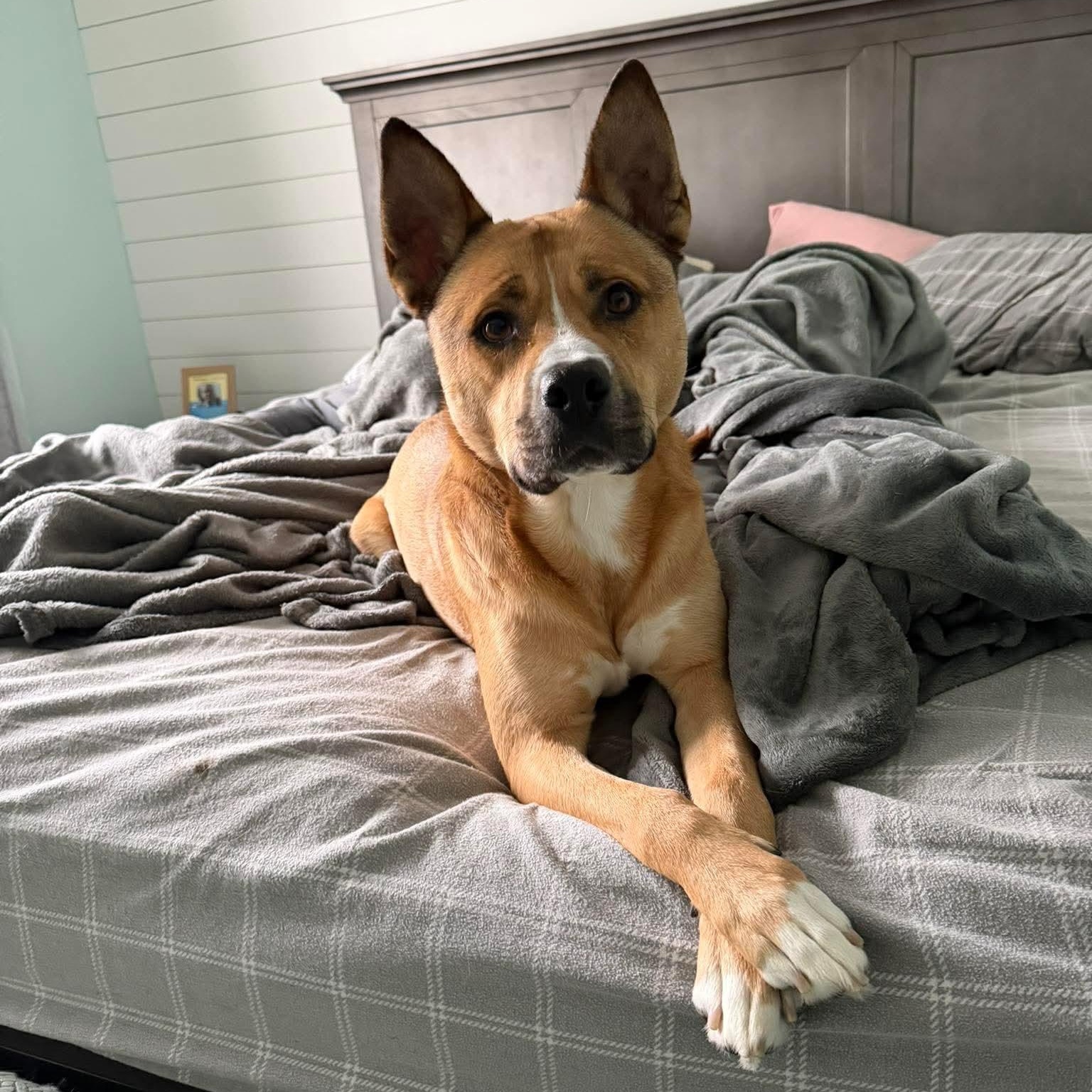 Barney (Crosspost) , a ADOPTABLE Mixed Breed in Oak Park, MI image 4/6