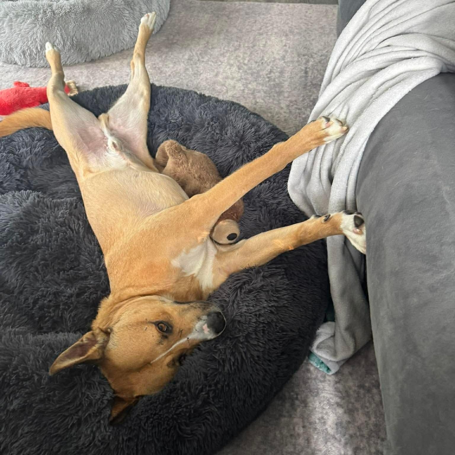 Barney (Crosspost) , a ADOPTABLE Mixed Breed in Oak Park, MI image 5/6