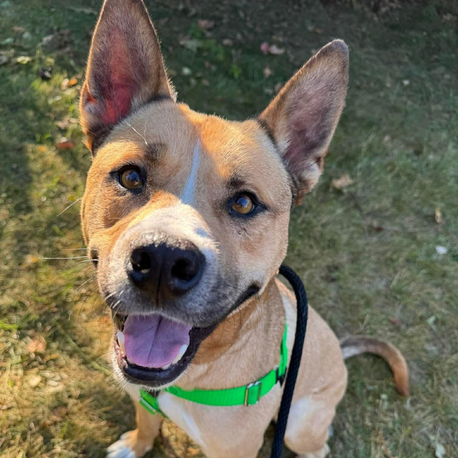 Barney (Crosspost) , a ADOPTABLE Mixed Breed in Oak Park, MI image 1/6