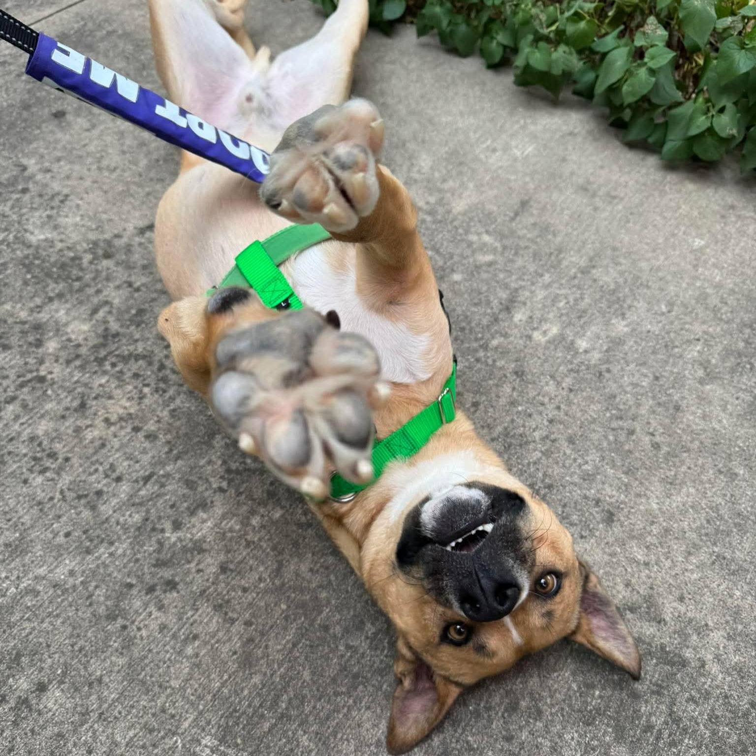 Barney (Crosspost) , a ADOPTABLE Mixed Breed in Oak Park, MI image 2/6