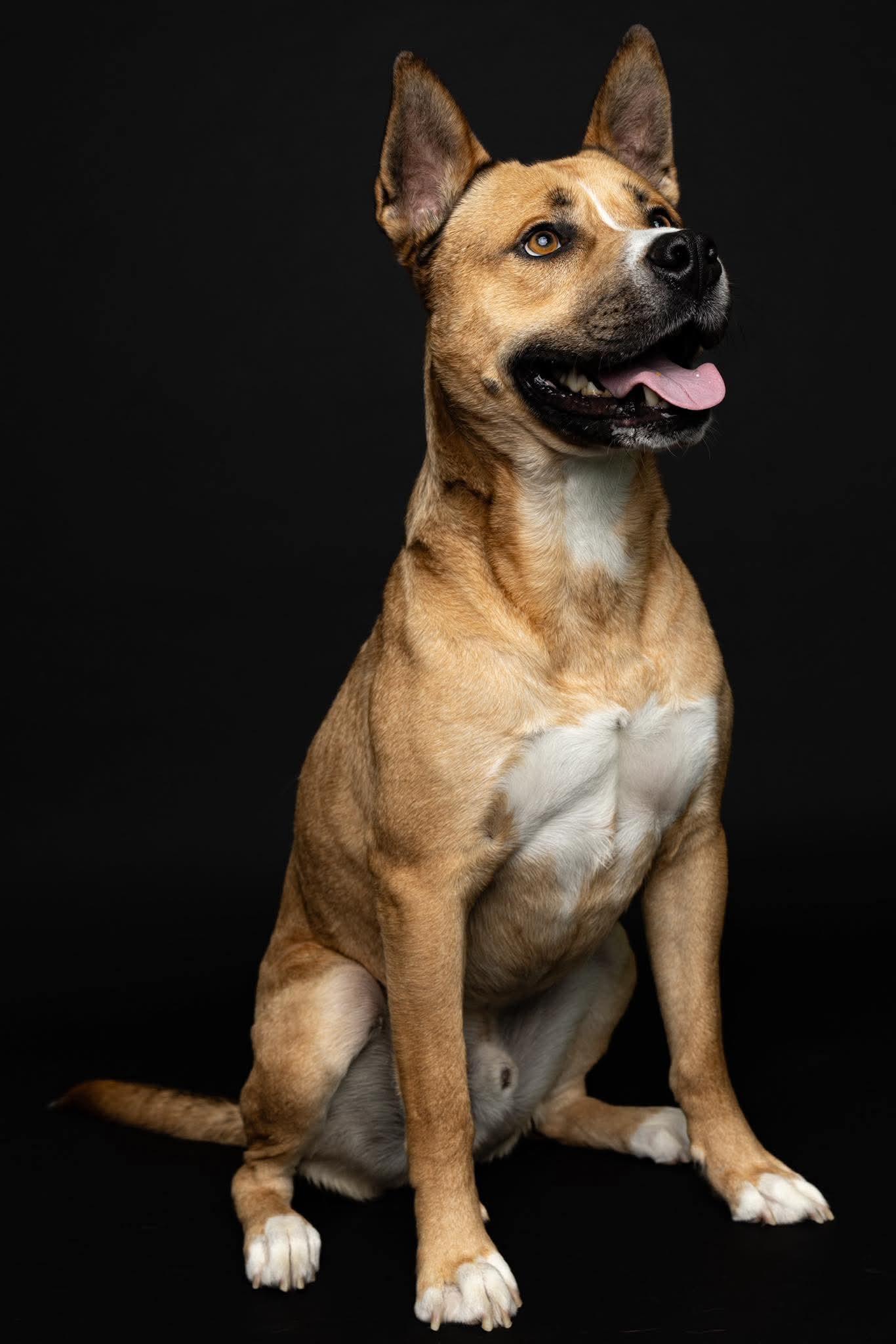 Barney (Crosspost) , a ADOPTABLE Mixed Breed in Oak Park, MI image 6/6