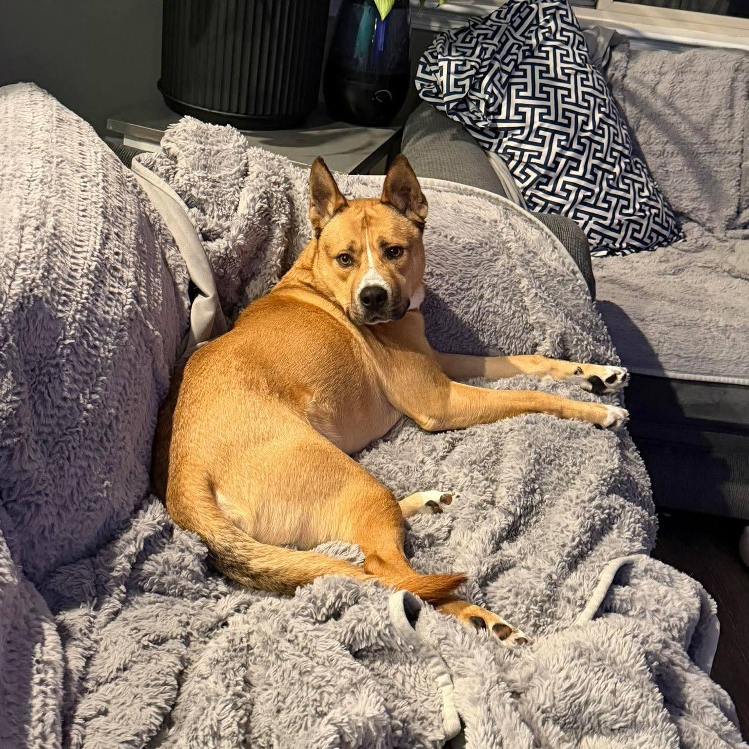 Barney (Crosspost) , a ADOPTABLE Mixed Breed in Oak Park, MI image 3/6
