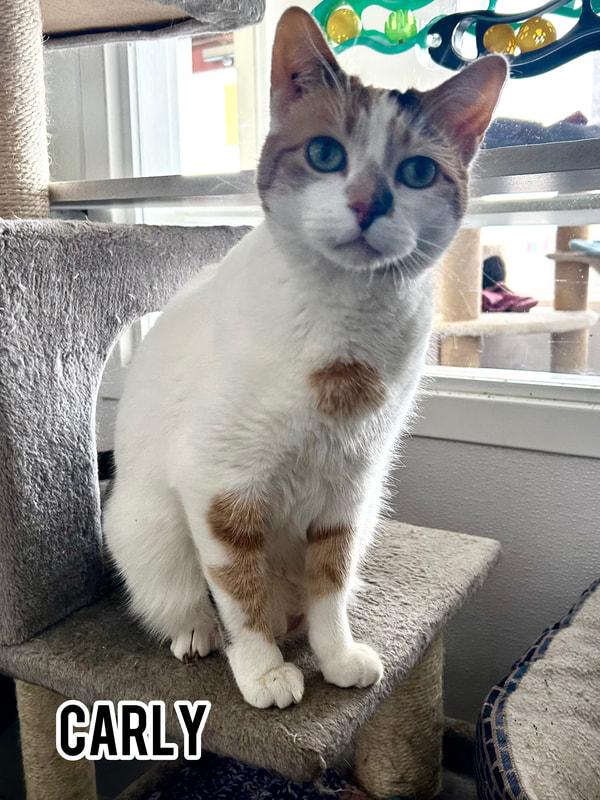 Carly, Senior Female Domestic Short Hair