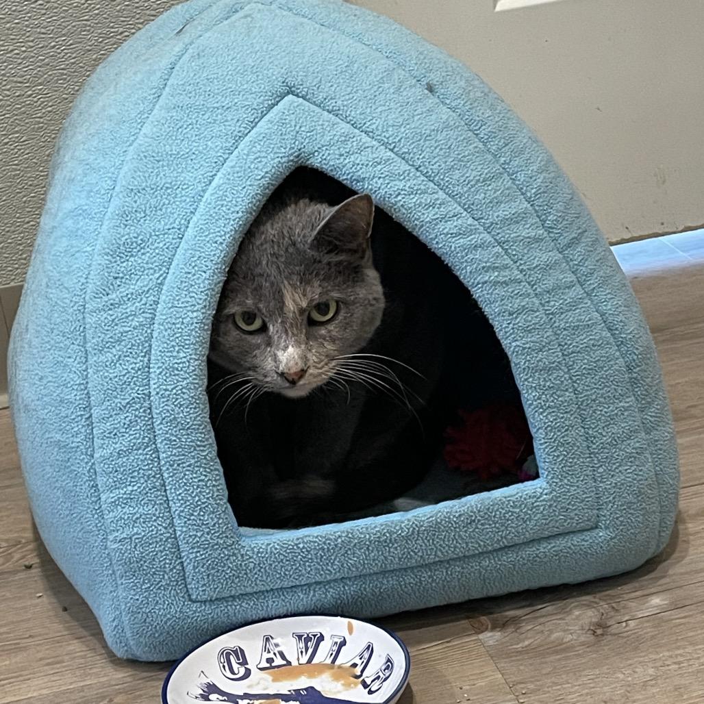 Gracie, Adoptable, Senior Female Domestic Short Hair.