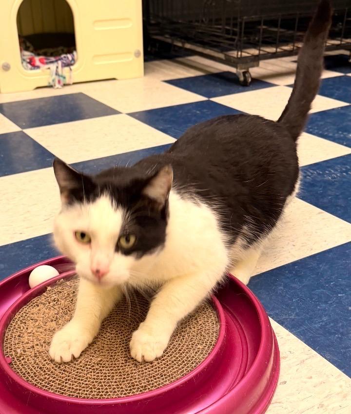MR. MAGOO, Adoptable, Adult Male Domestic Short Hair.
