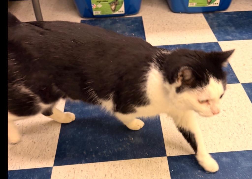MR. MAGOO, a Adoptable mixed breed in Muskegon, MI image 2/6